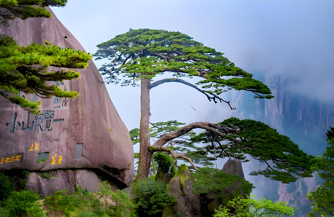 The Welcome Pine in mist, Huangshan