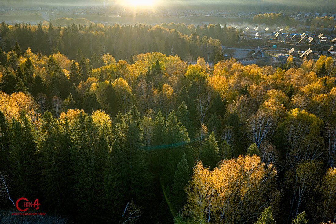 Morning mist rising through the birch forest and wooden cabins of Hemu village