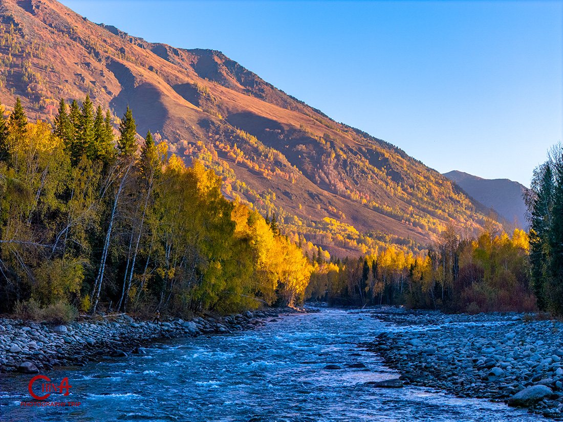 Autumn birch and larch forest along the Hemu river with wooden Tuva cabins